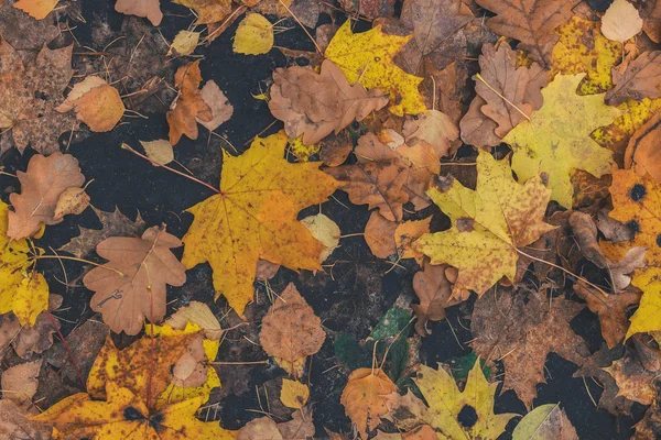 Suche Opadłych Liści Ziemi Tapety Jesień — Zdjęcie stockowe