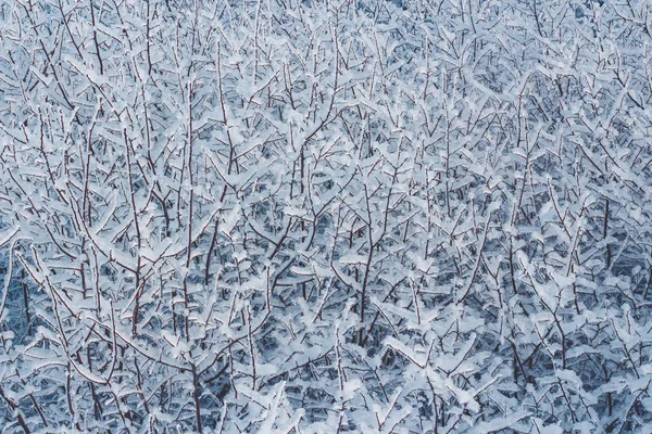 Деревянные Ветви Покрыты Морозом Зимний Волшебный Фон — стоковое фото