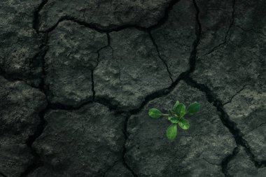 Küçük ağaç toprağı kırAr. Bir bitkinin yeşil filizi çatlak bir araziden geçer. Kavram: ne olursa olsun pes etmeyin, hiçbir şey imkansızdeğildir. Sağlık, tıp, kozmetik.