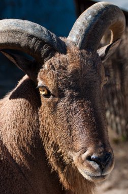 Askania Nova rezervinde dağ keçisi, Ukrayna