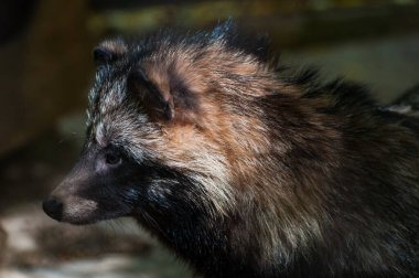 Askania Nova 'da rakun köpeği