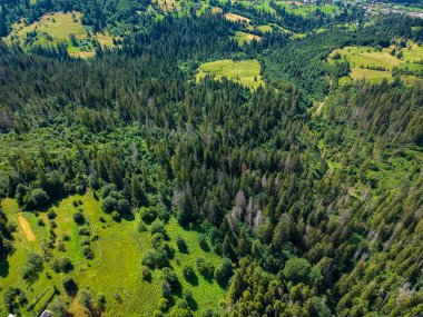 Karpatlar 'da yeşilin tonları