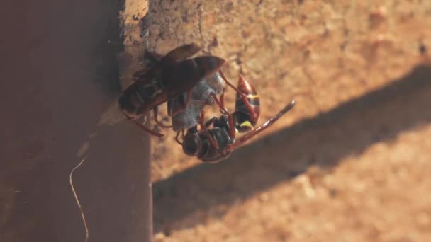 オーストラリアのシドニーの家の窓枠に巣を作ってハチ — ストック動画