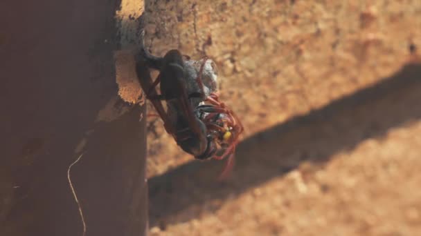 Bir Sydney Australia Pencere Pervazına Üzerinde Bir Yuva Inşa Arıların — Stok video