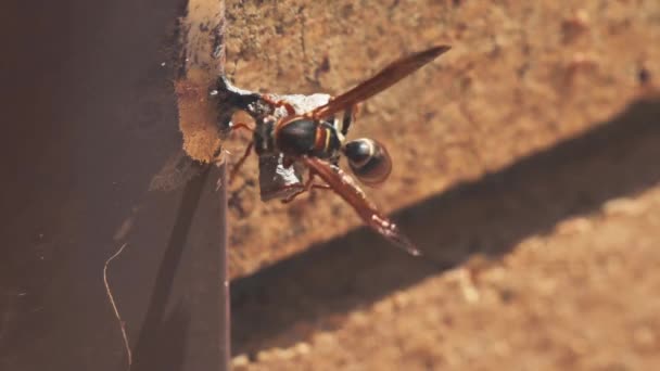黄蜂在澳大利亚悉尼一所房子的窗台上筑巢 — 图库视频影像