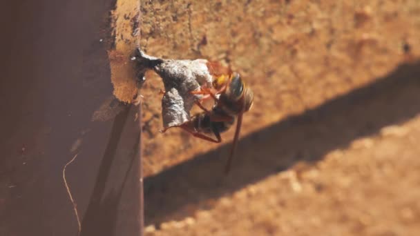 黄蜂在澳大利亚悉尼一所房子的窗台上筑巢 — 图库视频影像