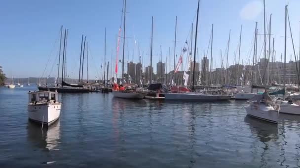 Svátek Každoročně Rushcutters Zálivu Sydney Kde Flotila Nahoru Sydney Harbour — Stock video