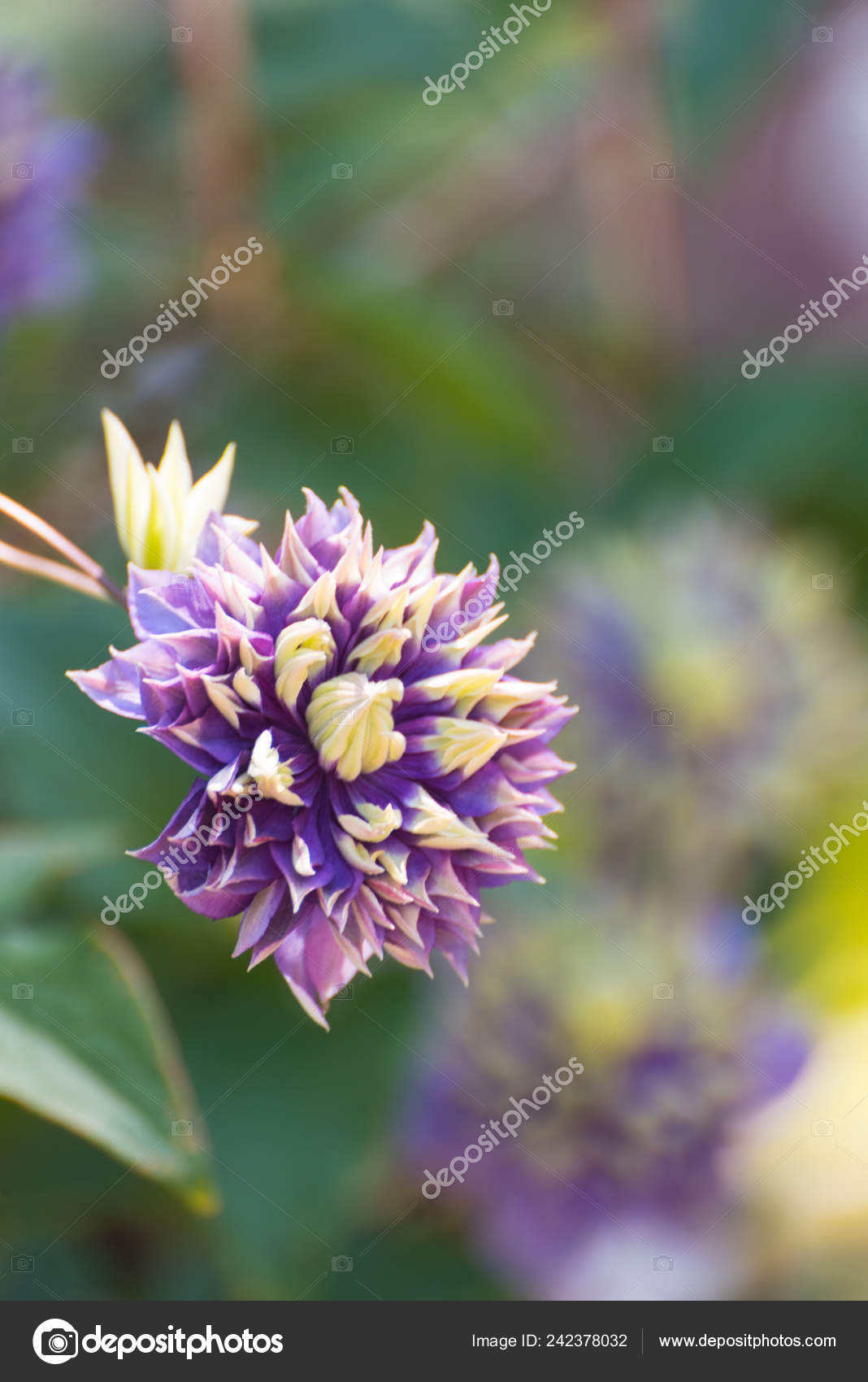 Close Purple White Flower Spiky Petals Stock Photo Image By C Moman11 242378032