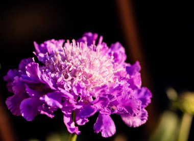 Mor çiçek yakın çekim