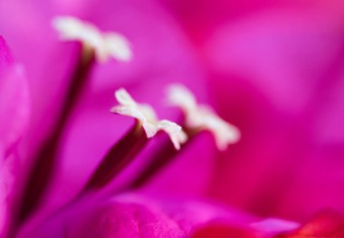 Begonvil Mor çiçek birden çok ercik yakın çekim