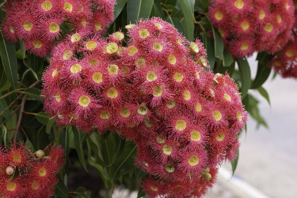 Side view of large bunch of Australian red flowering gum flowers
