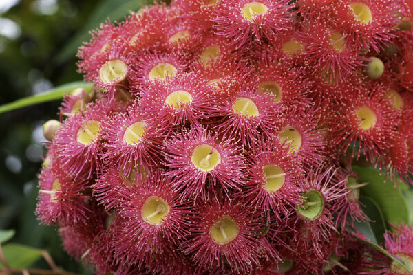 Close up of red flowering gum flowers