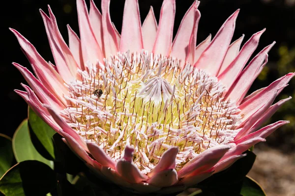 Ölmek Üzere Sürecinde Protea Çiçek — Stok fotoğraf