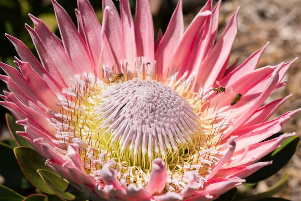 Arılar Yiyecek Arama Ile Büyük Protea Bloom — Stok fotoğraf