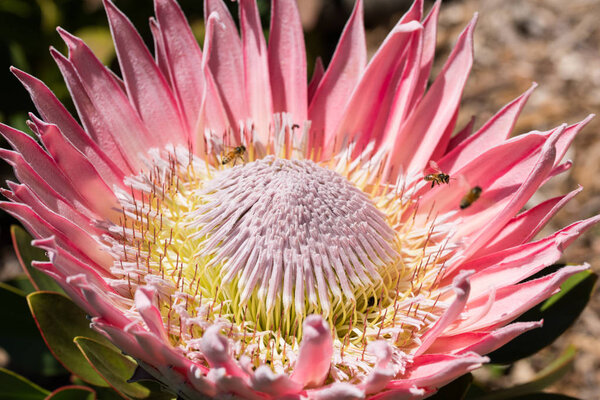Large protea bloom with bees foraging 