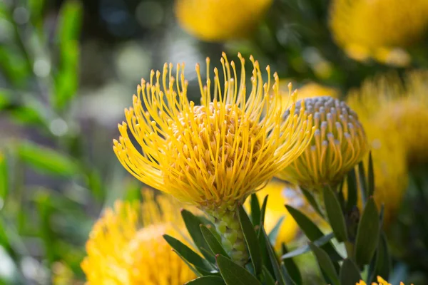 Parlak sarı grevillea bloom