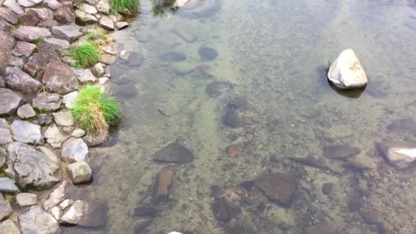 Net Sığ Japon Dağ Nehir Balık Ile — Stok video