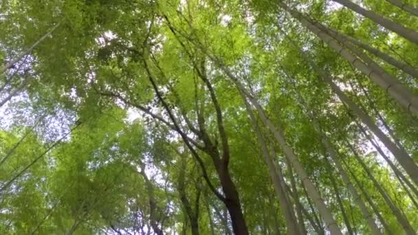 Глядя Вверх Через Большой Бамбуковый Лес Японии — стоковое видео