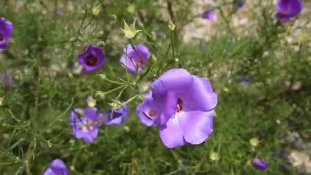 Fioletowe Kwiaty Wiejący Wiatr Sydney Australia — Wideo stockowe