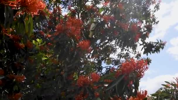 Grande Árvore Cheia Flores Vermelhas Brilhantes Cacatuas Brancas — Vídeo de Stock