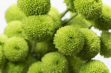 Küçük yeşil yıldız çiçeği çiçek demet su damlaları içinde kaplı