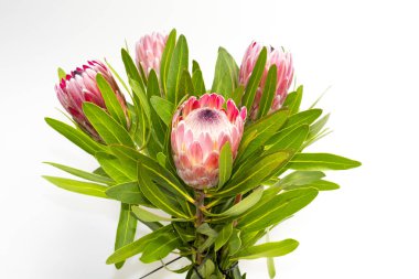 Beyaz bir arka plan üzerine dört kırmızı Avustralya protea çiçek dolu yakın çekim