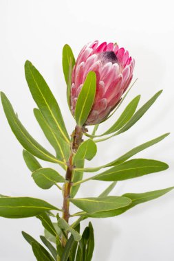 Bir kök üzerinde beyaz bir arka plan üzerinde kırmızı protea çiçek