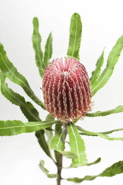 Spikey çiçek dokusuna gösterilen beyaz zemin üzerine kırmızı grevillea çiçek