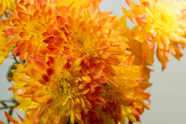 Parlak turuncu dahlias demet yaprakları üzerinde Su damlacıkları ile yakın çekim
