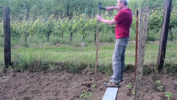 Mann hämmert in Scheiterhaufen. Bau von Pfählen für Tomaten. Gartenkonzept — Stockvideo