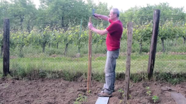 Człowiek z młotkiem do udziałów. Budynek stawki dla pomidorów. Koncepcja ogrodnictwo — Wideo stockowe