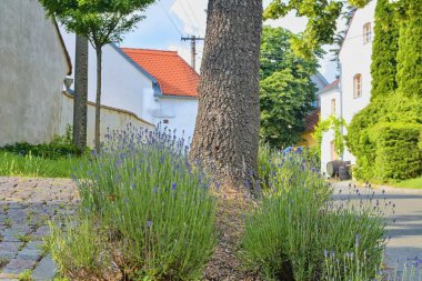 Levanders close-up. Rustik arka plan. Güzel bir ülke sahne