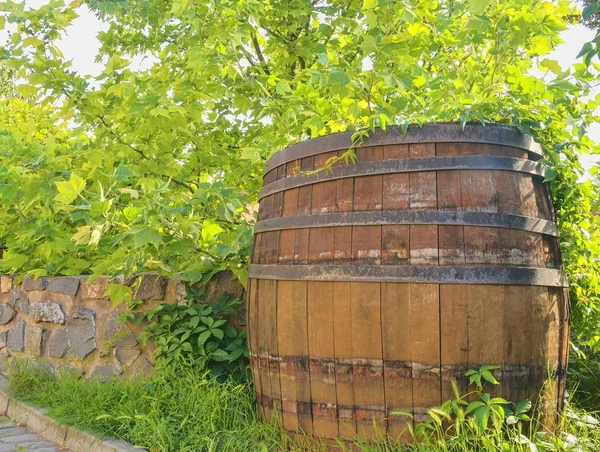 Régi rusztikus hordó bor. Bor háttér Európában. Cseh Köztársaság, Dél-Morvaország — Stock Fotó