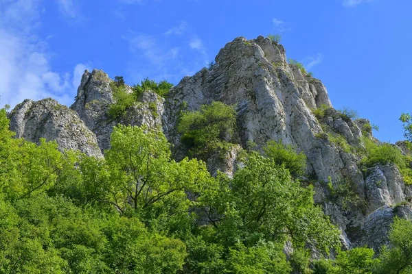 Les collines Pavlov, en tchèque aussi Palava. Roches calcaires blanches, fleurs dans la roche. Moravie du Sud, République tchèque, Europe — Photo