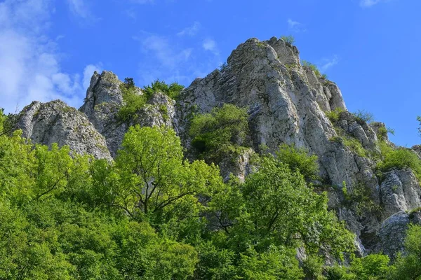 Les collines Pavlov, en tchèque aussi Palava. Roches calcaires blanches, fleurs dans la roche. Moravie du Sud, République tchèque, Europe — Photo