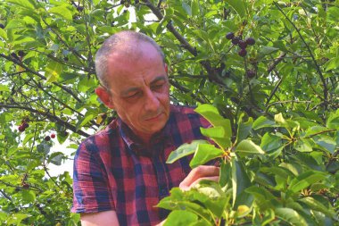 Ekşi kiraz ağacından ekşi kiraz toplayan adam. Olgun adam ekşi kiraz topluyor. Orta yaşlı bir adam, yazın bahçıvan.