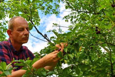 Ekşi kiraz ağacından ekşi kiraz toplayan adam. Olgun adam ekşi kiraz topluyor. Orta yaşlı bir adam, yazın bahçıvan.