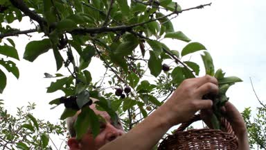 Ekşi kiraz ağacından ekşi kiraz toplayan adam. Olgun adam ekşi kiraz topluyor. Orta yaşlı bir adam, yazın bahçıvan.