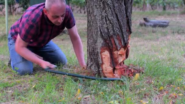 Mannelijke boer zaagmachines oude boom. Midden leeftijd man snijden vruchtboom naar beneden. Volwassen man, tuinman in de zomer — Stockvideo