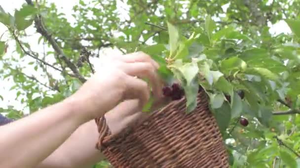 Male farmer hands picking sour cherries. Middle aged man gathering sour cherries in sour cherry tree. Mature man, gardener in summer. — Stock Video