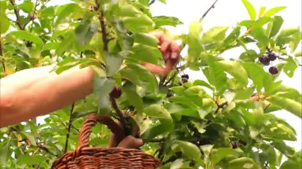 Mężczyzna ręce wiśnie picking drzewa wiśni. Dojrzały człowiek zbieranie wiśni. W średnim wieku człowiek, ogrodnik w lecie — Wideo stockowe