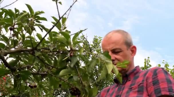 Hombre agricultor recogiendo cerezas agrias. Hombre de mediana edad recogiendo cerezas agrias en cerezo agrio. Hombre maduro, jardinero en verano — Vídeo de stock