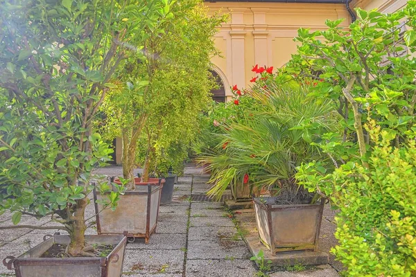 Kleiner Garten Urbanen Historischen Hof Gartenstil — Stockfoto