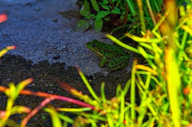 Yenilebilir yeşil kurbağa, olarak da bilinen ortak su kurbağa. Çimlere oturup yetişkin kurbağa. 