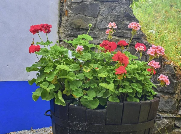 Pelargoniums in old wooden tub. Geranium flowers in vat