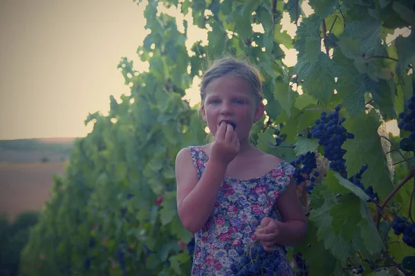 Ragazza carina bambina di sei anni che mangia un'uva rossa fresca direttamente dalla pianta in un vigneto rosso. Concetto di prodotto biologico, ecologico. Idea autunnale. Aggiunto effetto foschia — Foto Stock