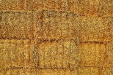 Bir sürü saman balya arka plan. Tarım kavramı