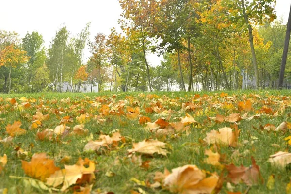 Autumn park landscape. Yellow autumn colors — Stock Photo, Image