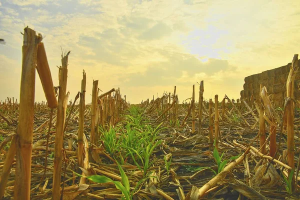 Sklízené kukuřičné pole a stoh slaměných Balů na sklizených polích. Zemědělská koncepce — Stock fotografie