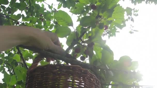 Hombre Recogiendo Cerezas Agrias Propio Huerto Hombre Adulto Recogiendo Cerezas — Vídeo de stock